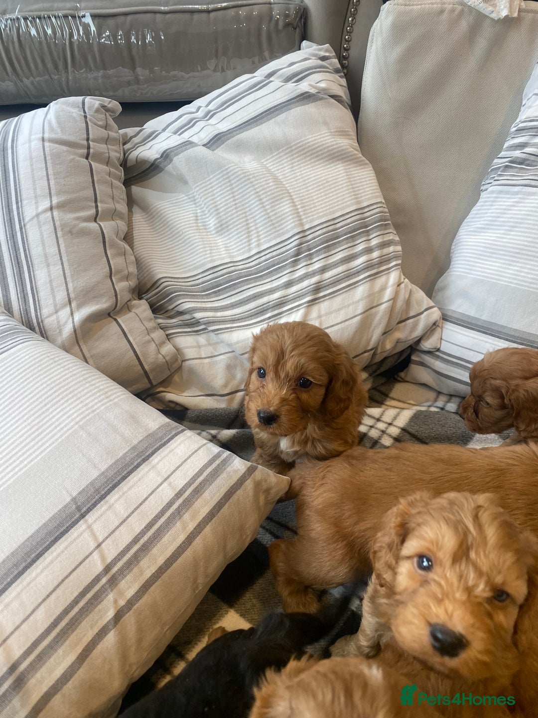 Mixed Breed dogs for sale: F1B Cockapoo puppies - Image 9