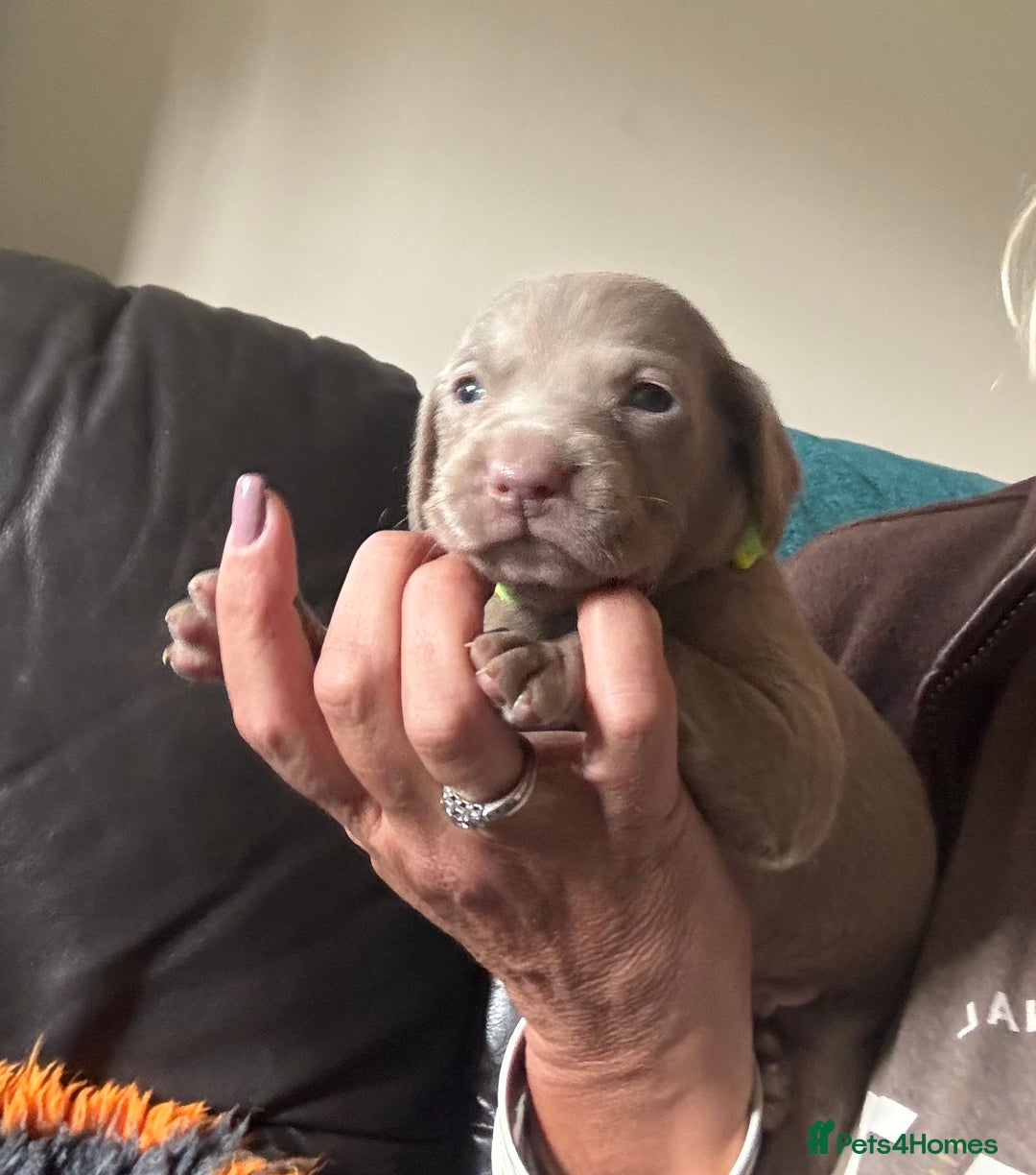 Weimaraner dogs for sale: Quality Weimaraner Puppies - Image 4