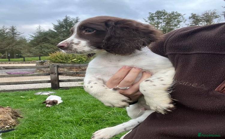 English Springer Spaniel dogs - Advert 13