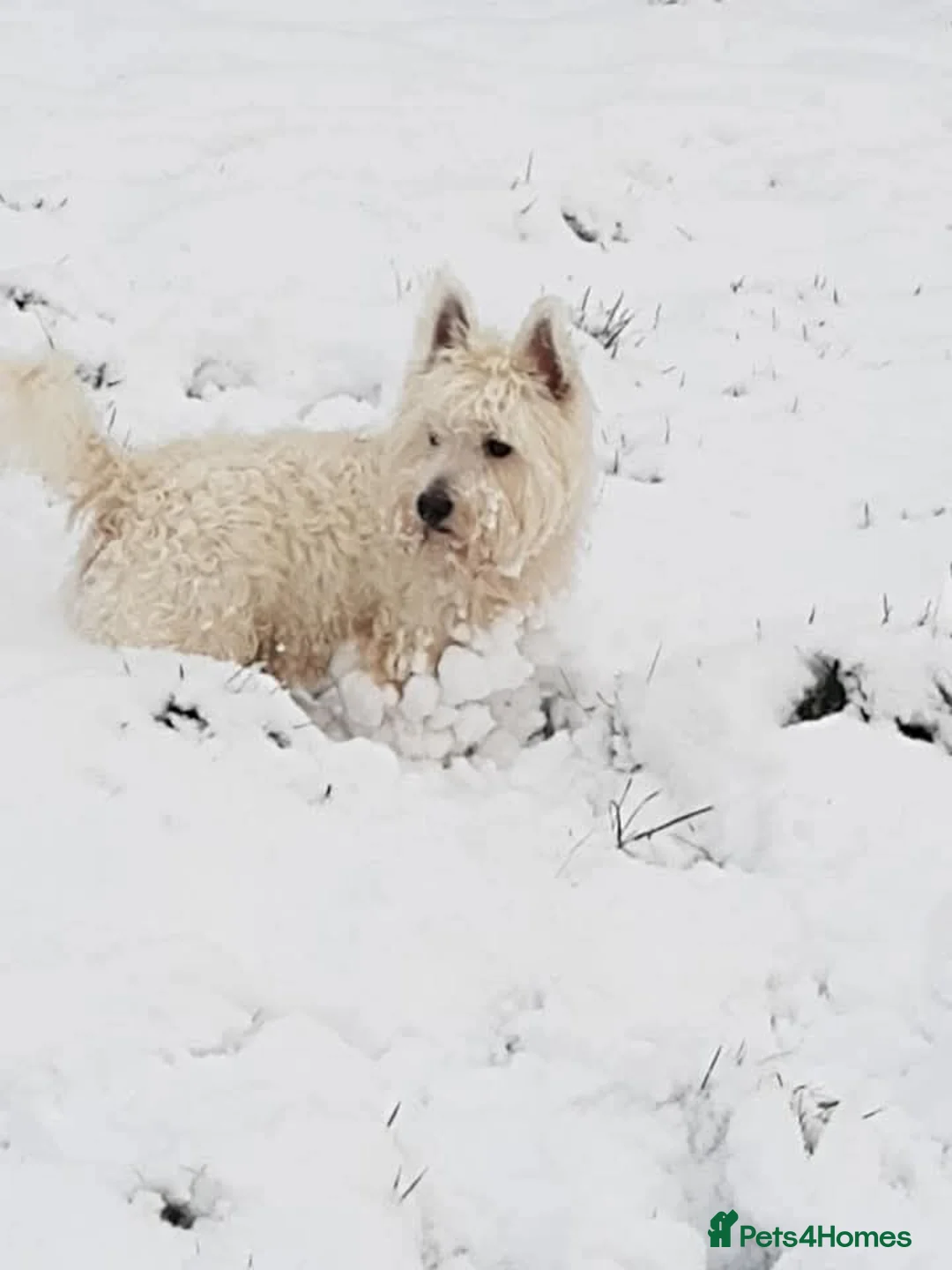 West Highland Terrier dogs for stud: West Highland White Terrier for stud  - Advert 4