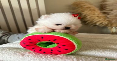 Pomeranian dogs Outstanding champion bloodline KC reg puppies  - Advert 2