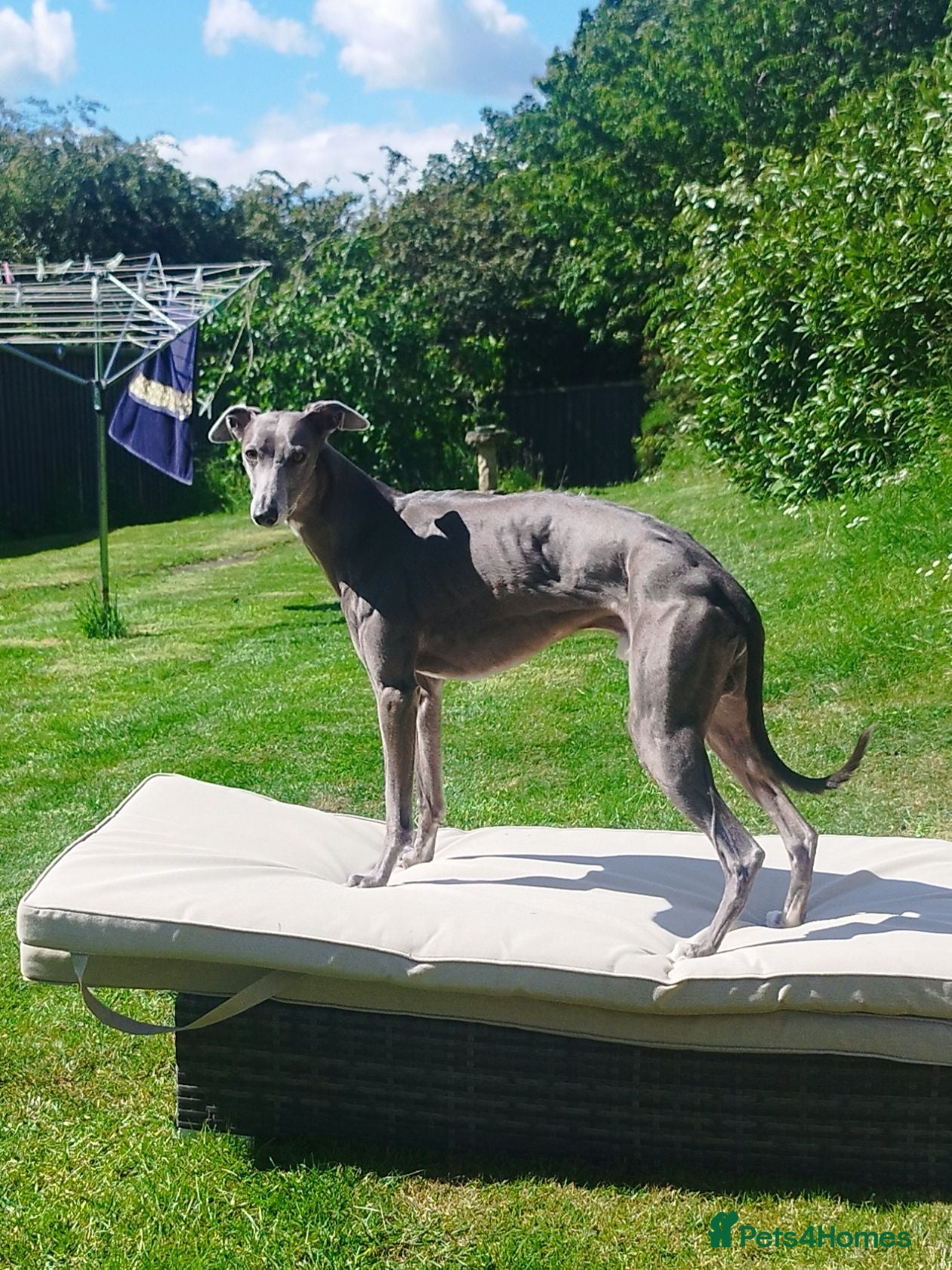 Whippet dogs Morse - KC Blue Pedigree whippet  - Advert 12
