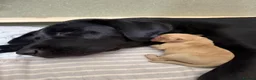 Labrador Retriever dogs for sale: KC Reg Labrador Pups-Exceptional Working Pedigree in Horsham - Advert 9