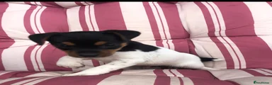 Mixed Breed 2