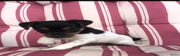 Mixed Breed dogs for sale: Beautiful jack Russell puppies - Advert 4