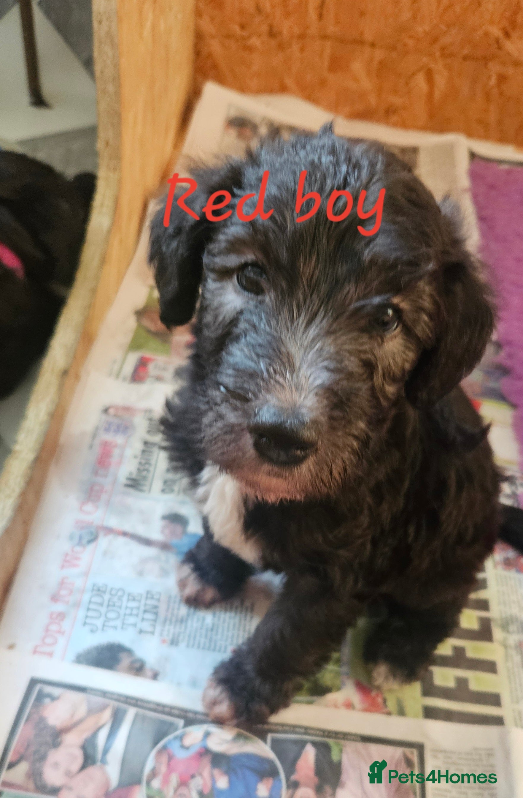 Mixed Breed dogs for sale: Beautiful Bedlington whippet puppies for sale - Advert 2