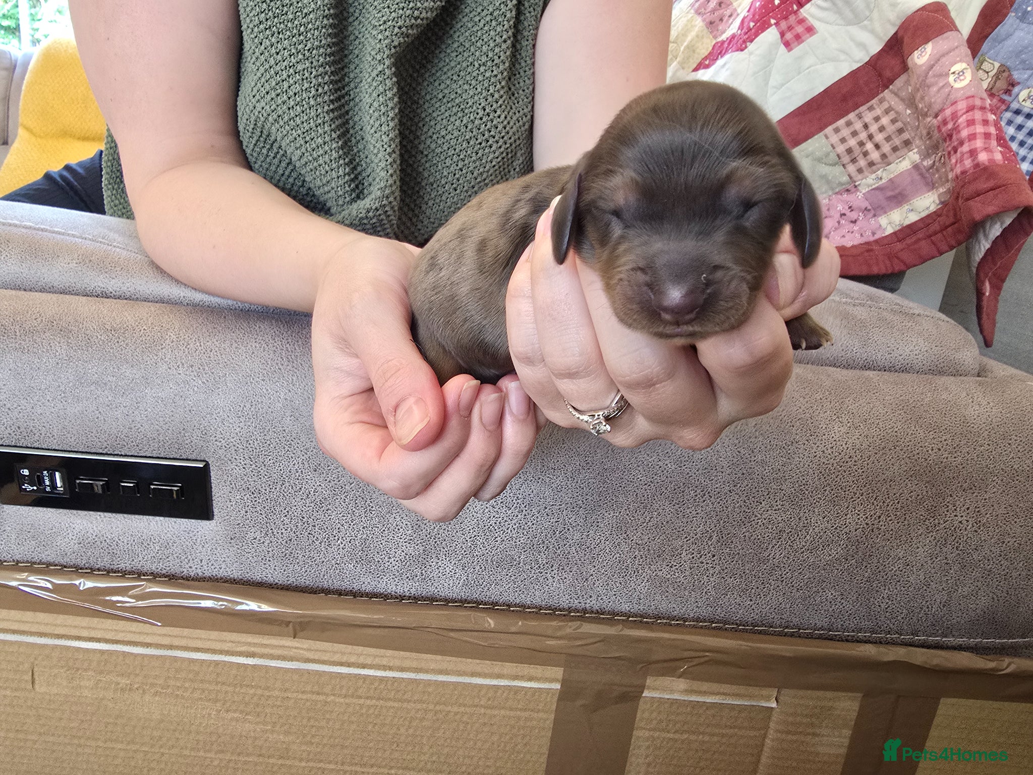 Dachshund dogs for sale: Standard Long Haired Dachshunds - Advert 8
