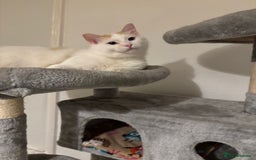 Ragdoll cats for sale: Beautiful ragdoll  - Image 2