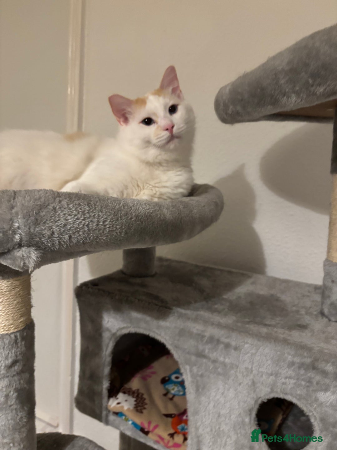Ragdoll cats for sale: Beautiful ragdoll  - Image 2