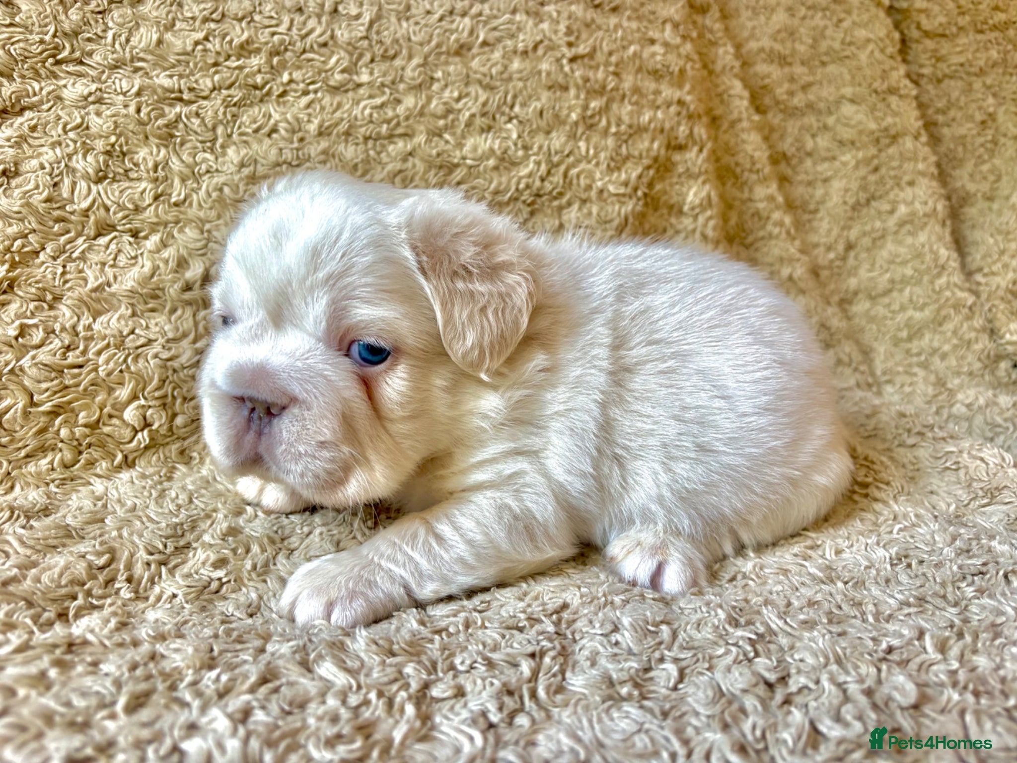 French Bulldog dogs for sale: French Bulldog Babies Ready Soon - Advert 11