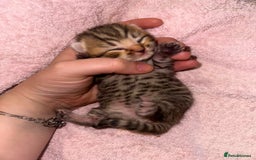 Bengal cats for sale: Stunning bengal x bsh kittens  - Advert 16