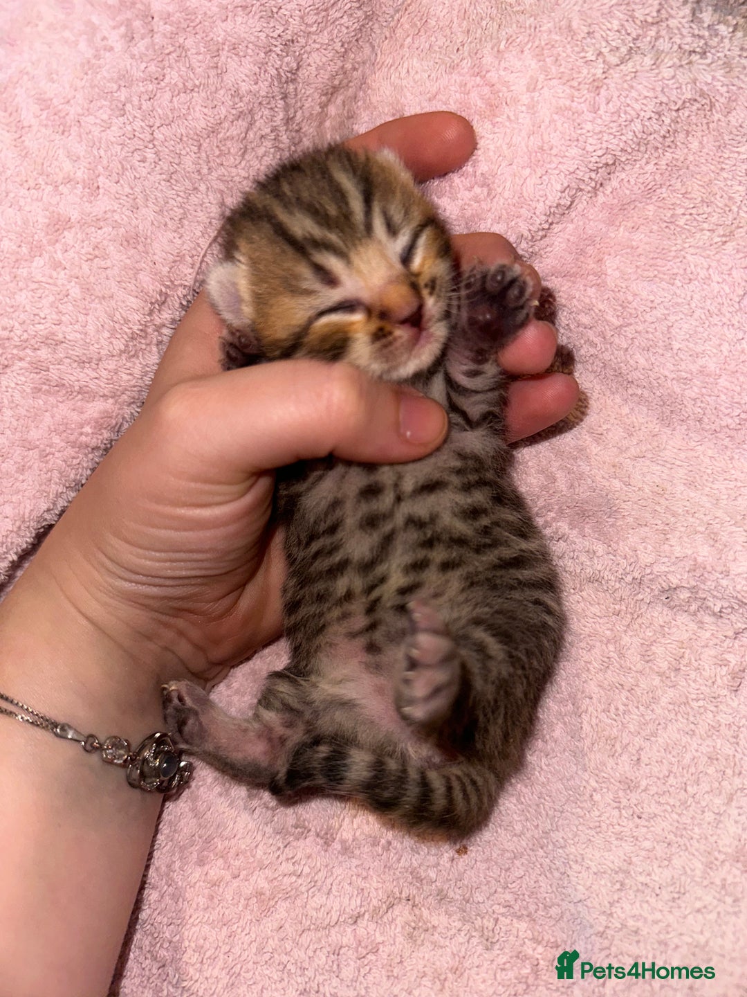 Bengal cats for sale: Stunning bengal x bsh kittens  - Advert 16