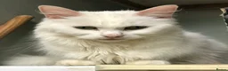 Mixed Breed cats for sale: Beautiful kittens for sale  - Advert 14