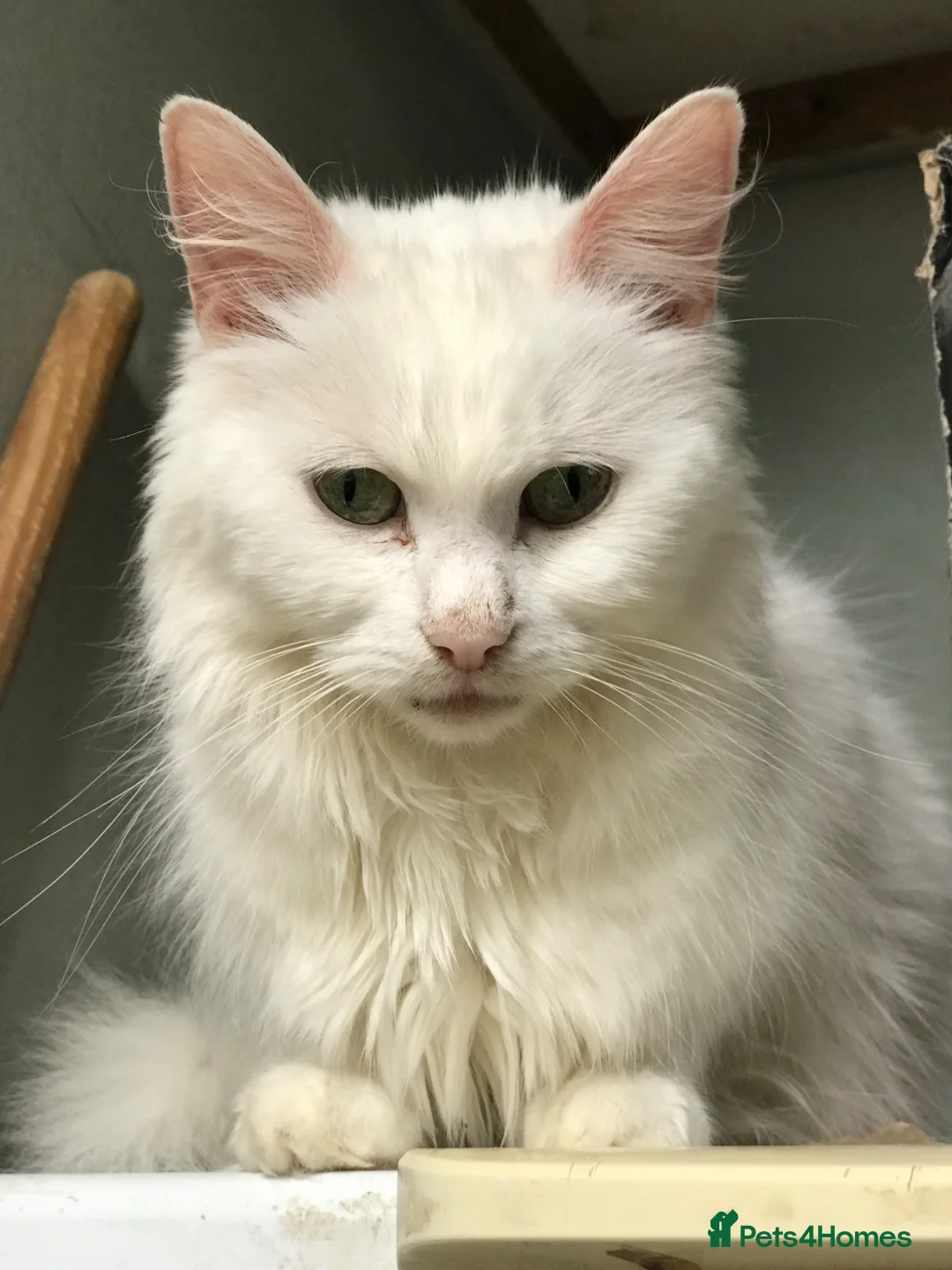 Mixed Breed cats for sale: Beautiful kittens for sale  - Advert 14
