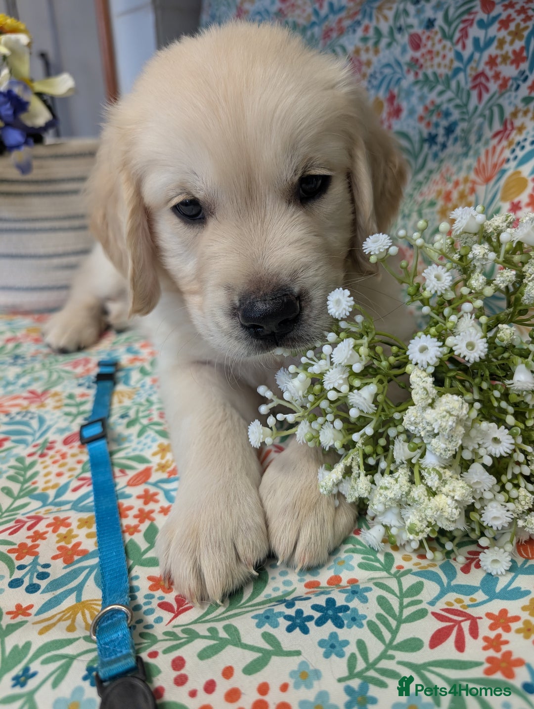 Golden Retriever dogs for sale:  KC Registered Golden Retriever Puppies.  - Image 8