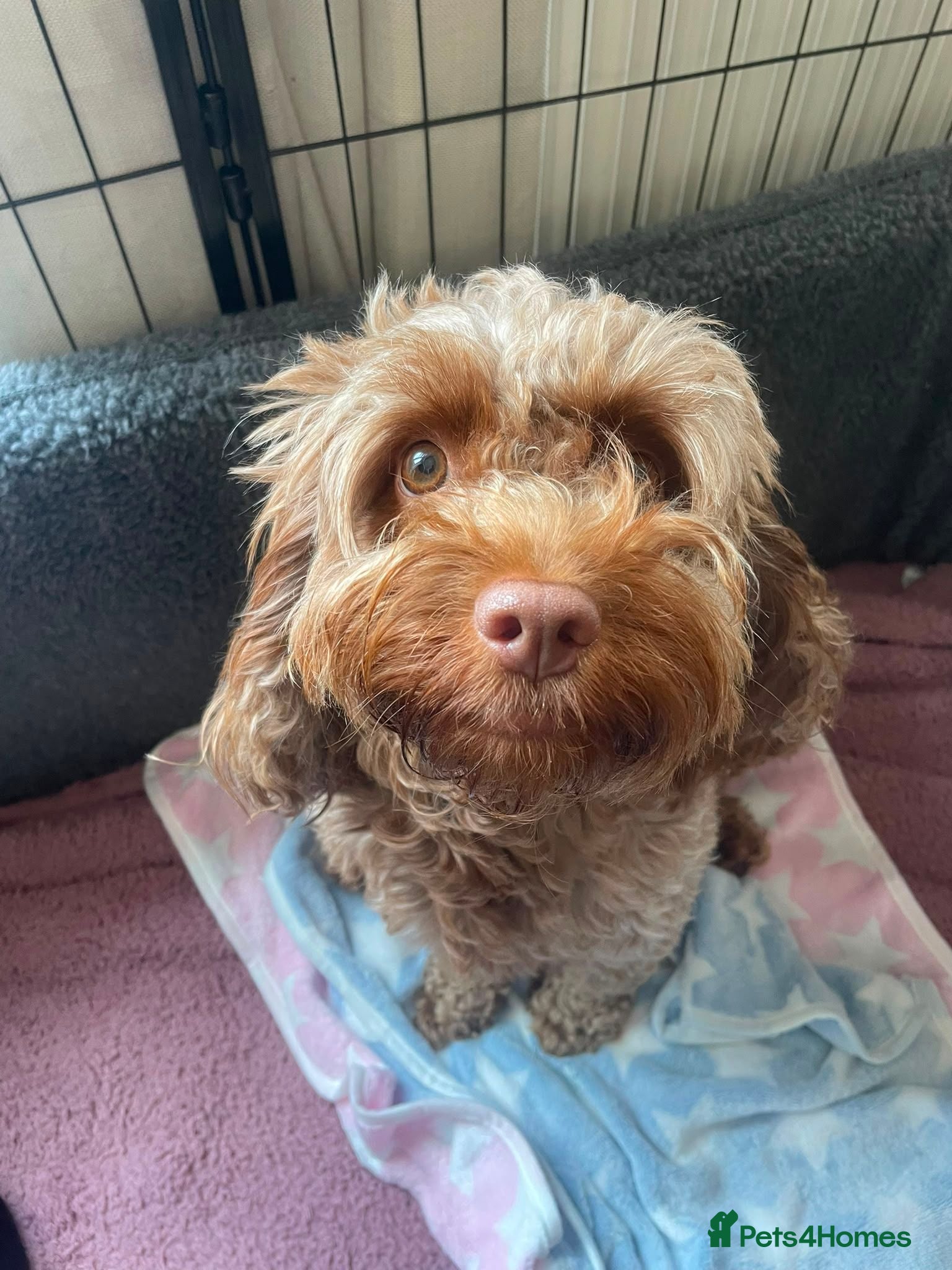 Cockapoo dogs Exceptional Home-Reared F2b Cockapoo Puppies 🐾 - Advert 5