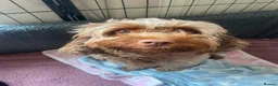 Cockapoo dogs for sale: Exceptional Home-Reared F2b Cockapoo Puppies 🐾 - Advert 2