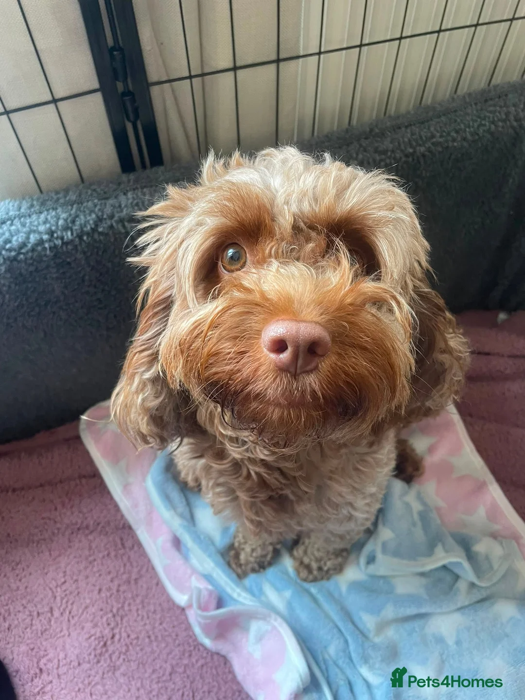 Cockapoo dogs for sale: Exceptional Home-Reared F2b Cockapoo Puppies 🐾 - Advert 2