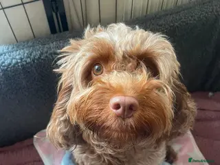 Cockapoo dogs Exceptional Home-Reared F2b Cockapoo Puppies 🐾 - Advert 10