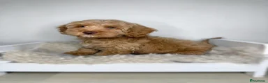 Cavapoo 1