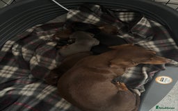 Miniature Dachshund dogs for sale: Miniature smooth haired dachshund  - Image 19