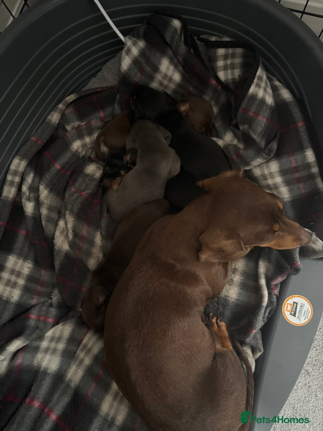 Miniature Dachshund dogs for sale: Miniature smooth haired dachshund  - Image 19
