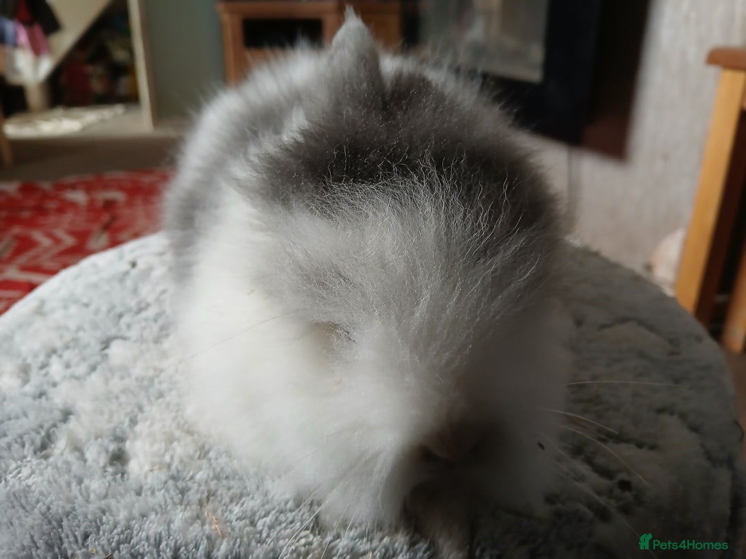 Lionhead rabbits for sale: Stunning DM Lionhead baby rabbits  - Advert 6