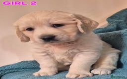 Golden Retriever dogs for sale: Show type Golden Retrievers health tested parents - Image 14