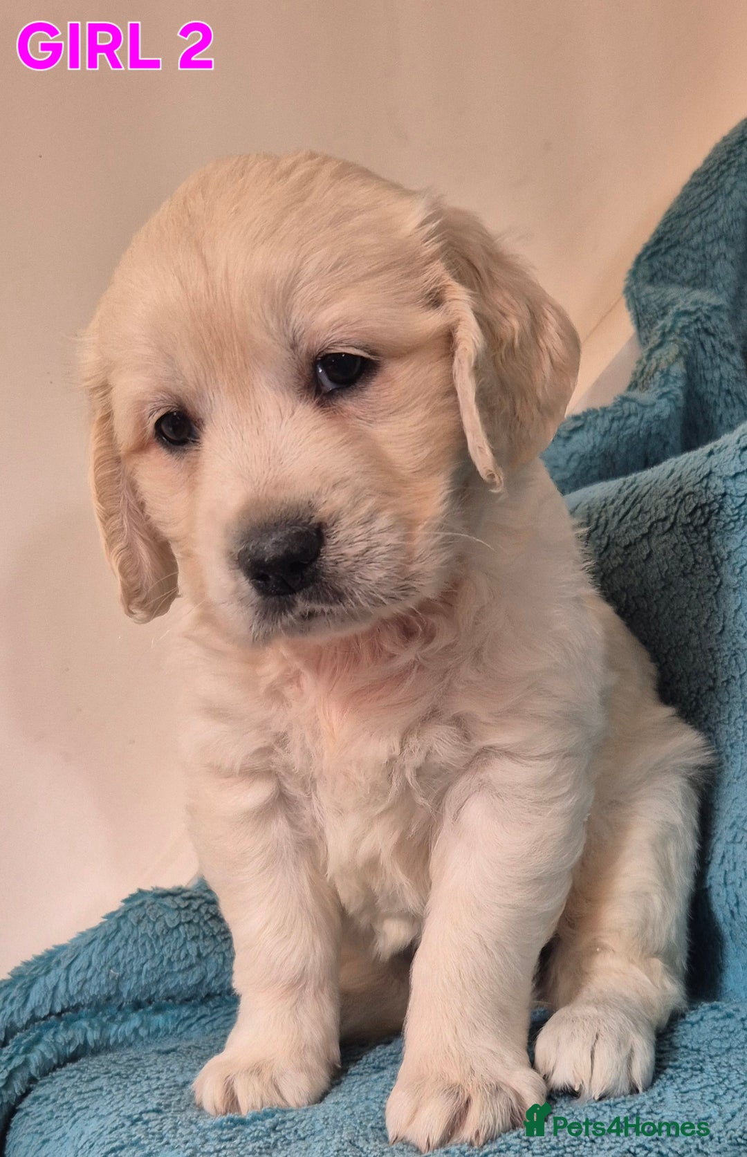Golden Retriever dogs for sale: Show type Golden Retrievers health tested parents - Image 14