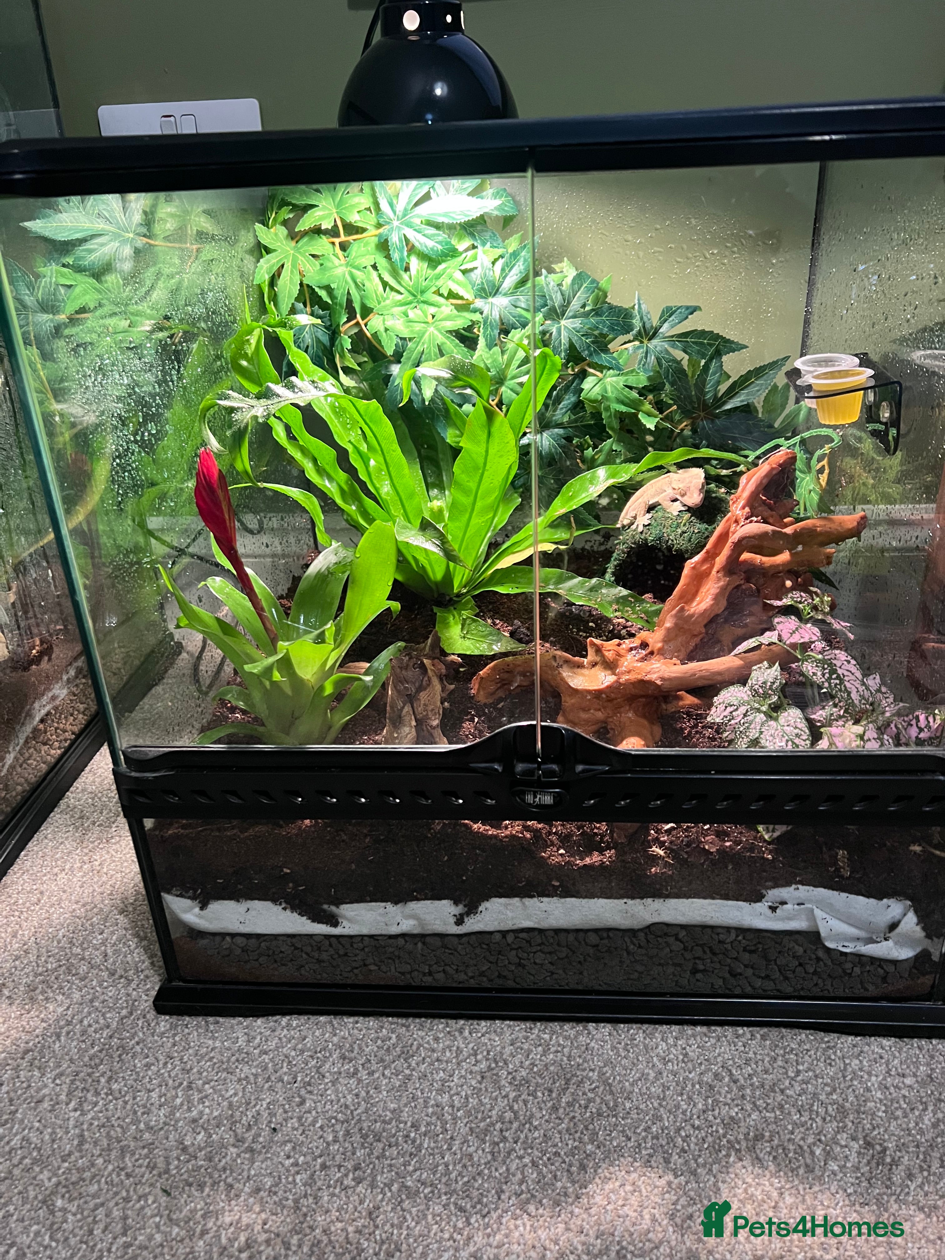 Gecko reptiles Crested gecko - Advert 3