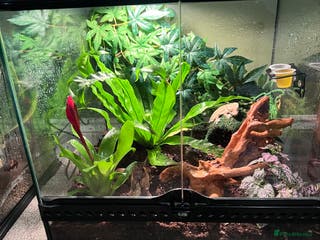 Gecko reptiles Crested gecko - Advert 7