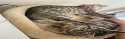 Mixed Breed cats for sale: Female litter of kittens  - Advert 5