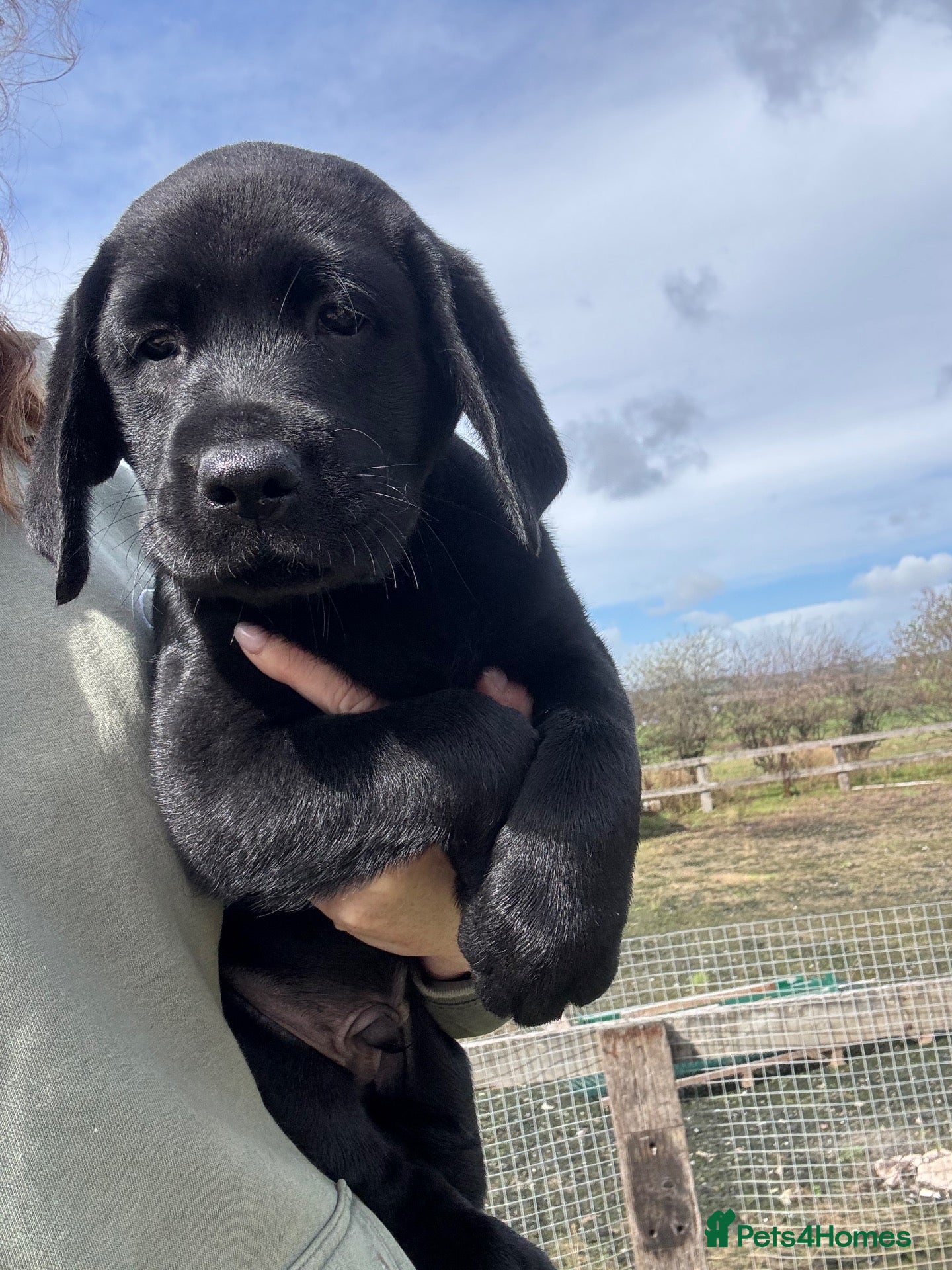 Labrador Retriever dogs One Left 🩵 Ready Now, Lab Pup  - Advert 2