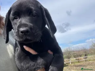 Labrador Retriever dogs One Left 🩵 Ready Now, Lab Pup - Advert 2