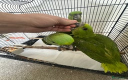 Parrots birds for sale: Baby hand reared amazons for sale  - Image 3