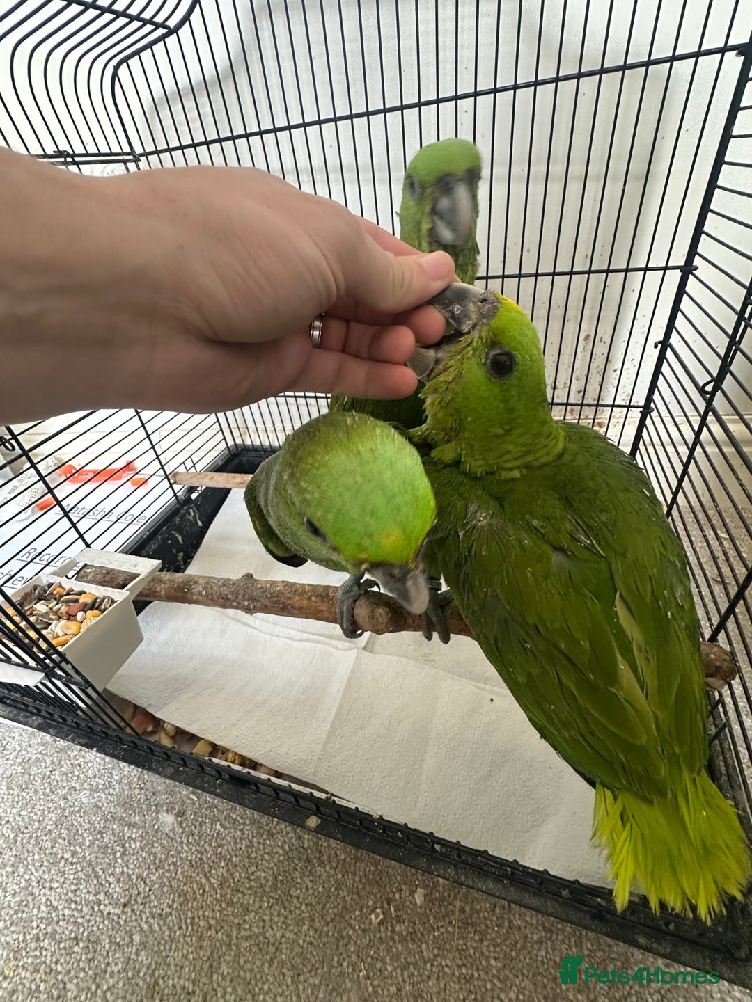 Parrots birds for sale: Baby hand reared amazons for sale  - Image 3