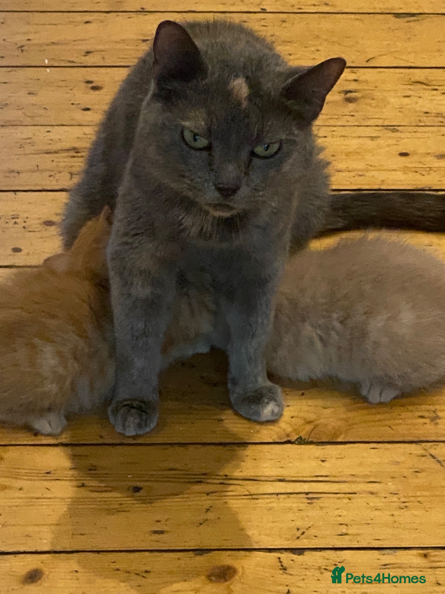 Mixed Breed cats Fluffy cream ginger girls  mixed with BSH kittens  - Advert 2