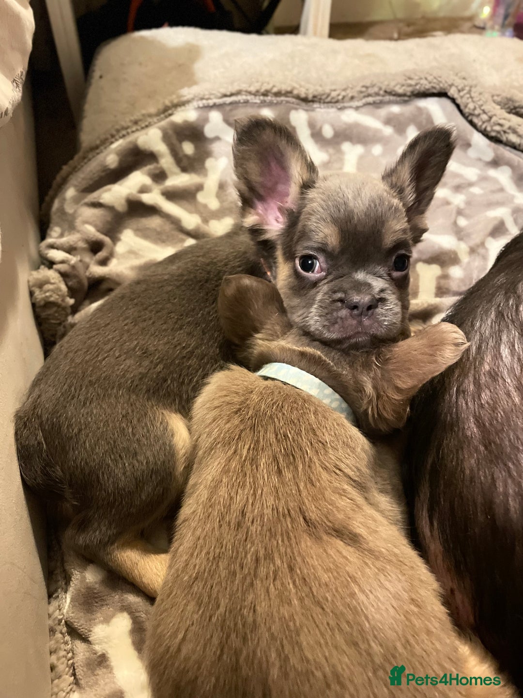 French Bulldog dogs for sale: Visual Fluffy Compact French Bulldogs 🩷🐶🐾 - Advert 20