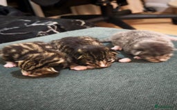 British Longhair cats for sale: 3 kittens ready for new home  - Image 2
