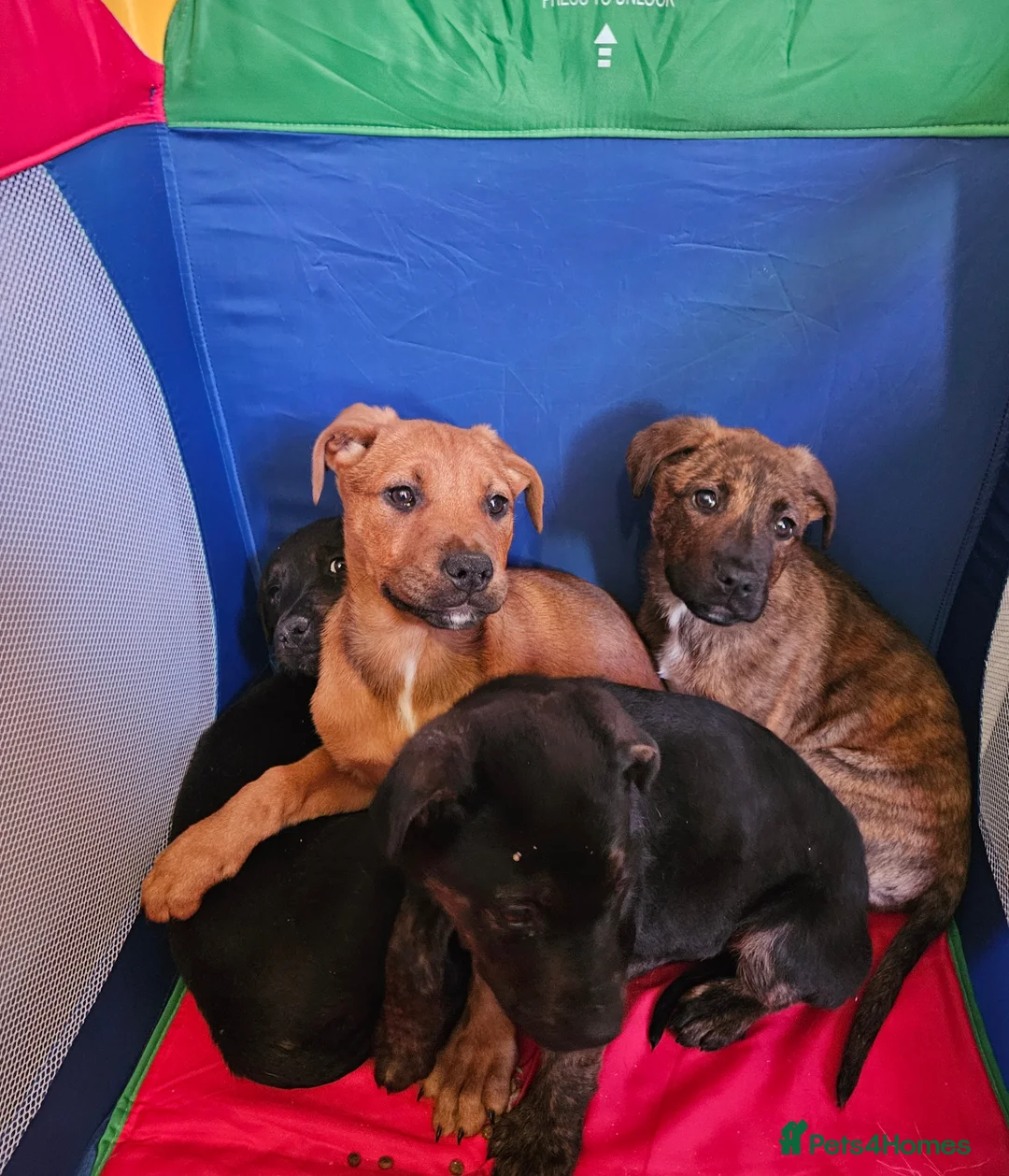Bandog dogs for sale: 4 Beautiful Mastiff cross American bulldogs  in Darwen - Advert 1