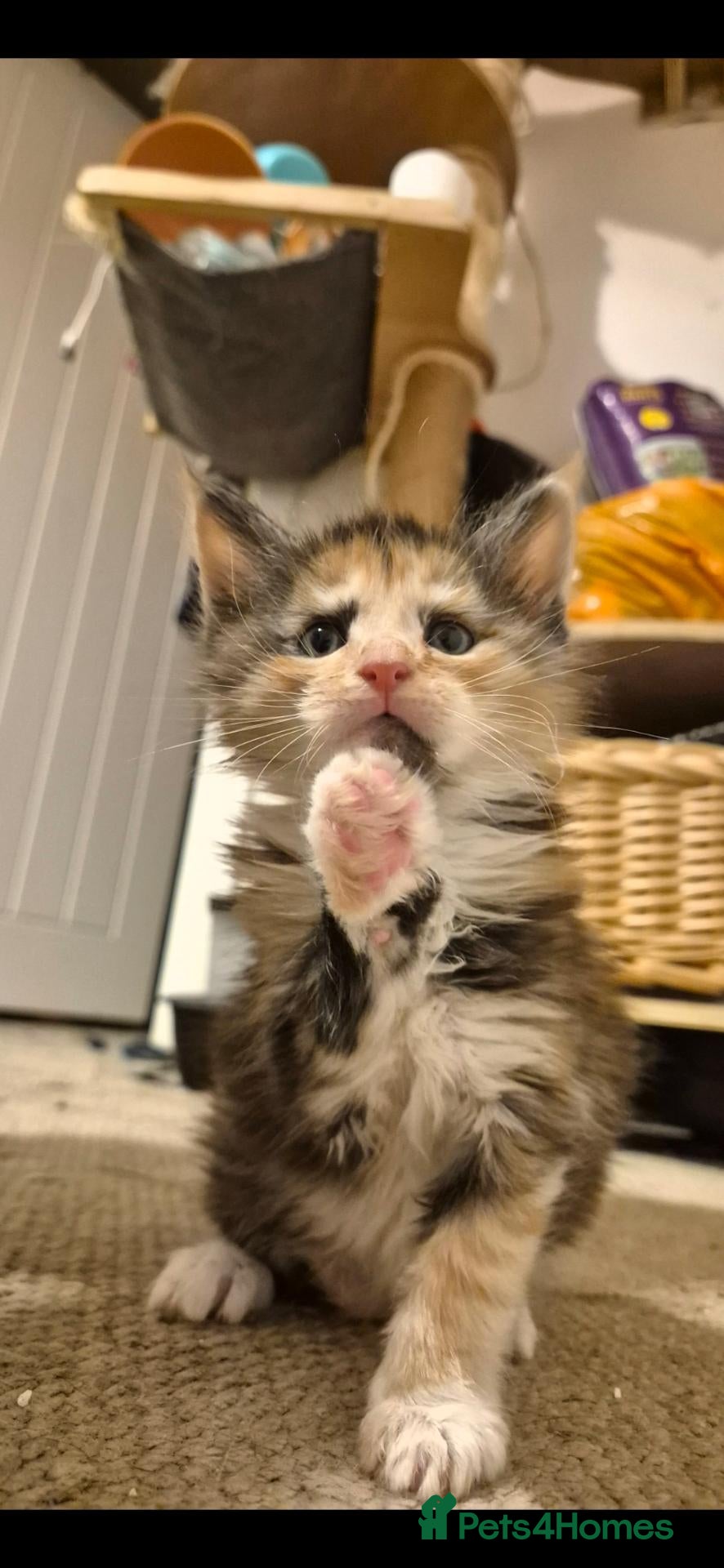 Maine Coon cats TICA Registered Maine Coons! - Advert 16