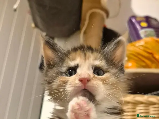 Maine Coon cats for sale: TICA Registered Maine Coons! - Advert 8