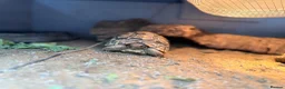 Tortoise reptiles for sale: Two Leopard Tortoise with setup - Advert 8