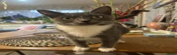 Mixed Breed cats for sale: 🐾💕 Adorable Fluffy KittensLooking for Homes 🐱🏡 - Advert 33