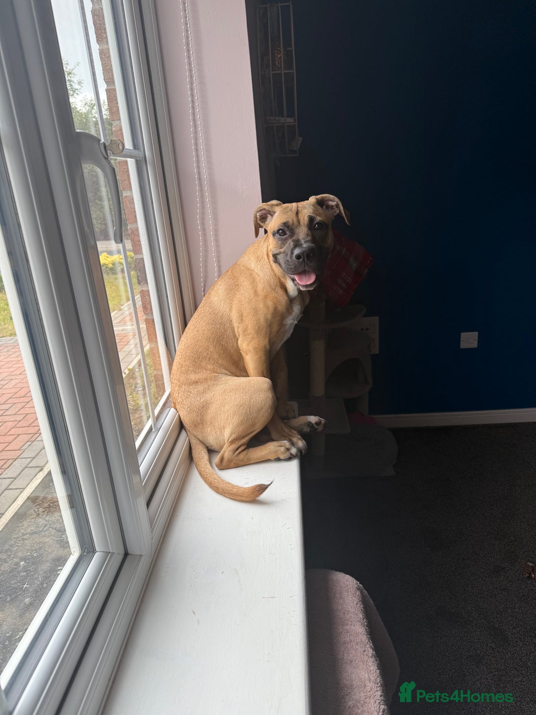 Staffordshire Bull Terrier dogs for sale: Dog for sale  - Image 1