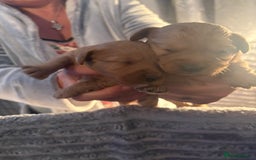 Cavapoochon dogs for sale: Cavapoochon puppies  - Image 14