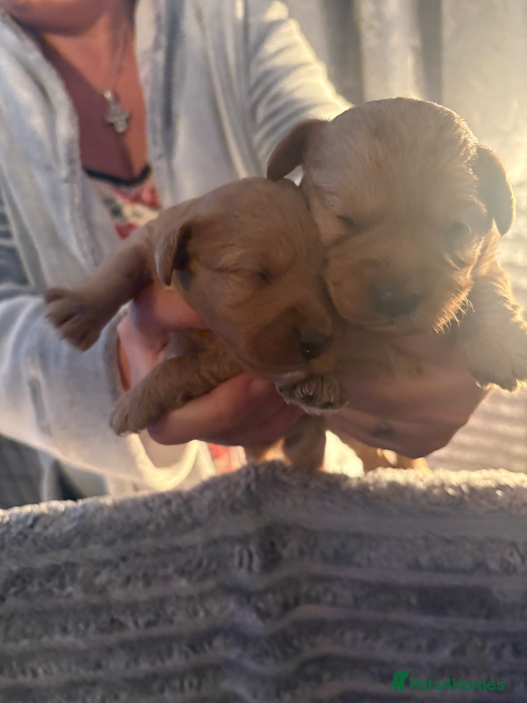 Cavapoochon dogs for sale: Cavapoochon puppies  - Image 14