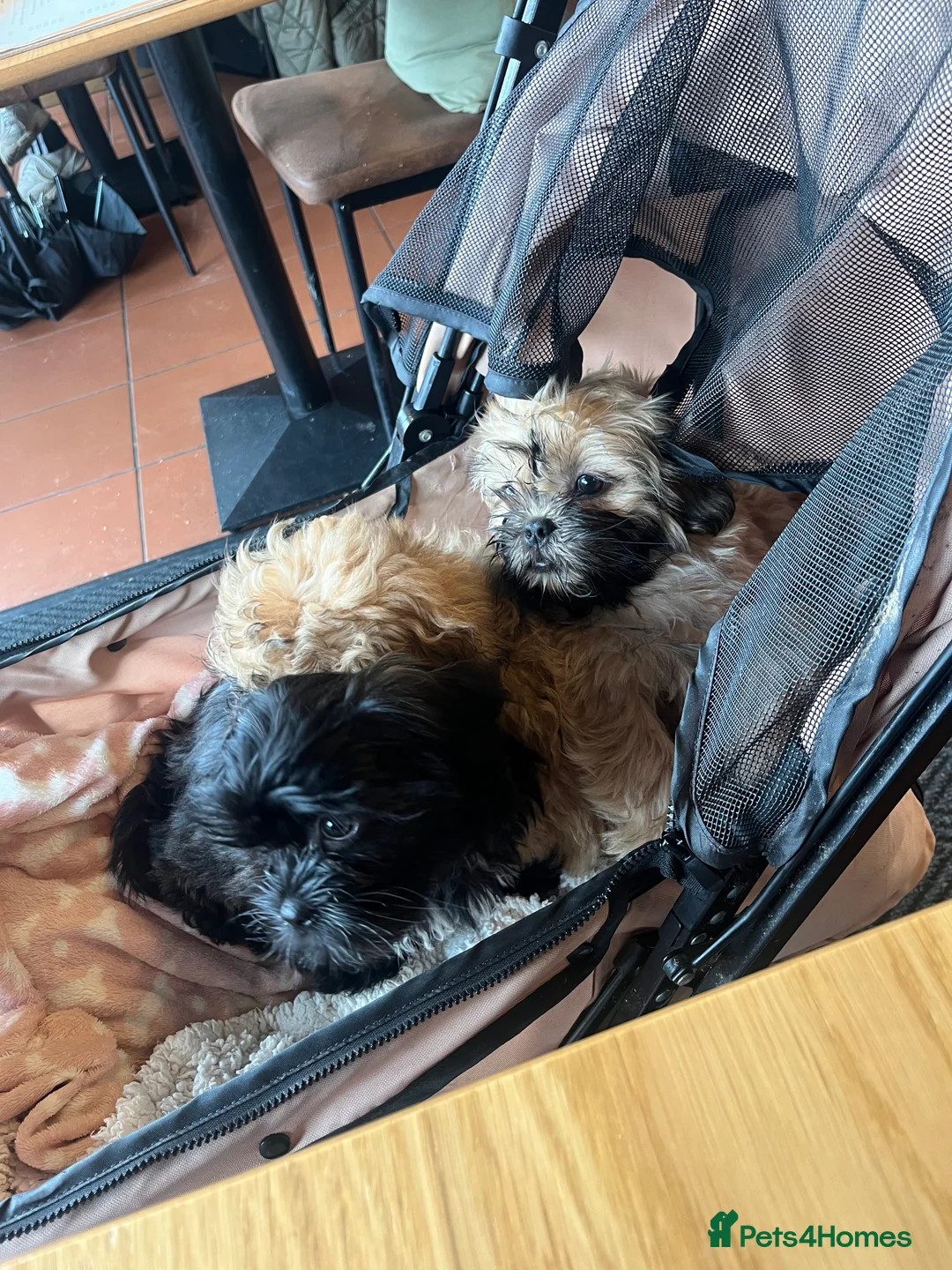 Mixed Breed dogs for sale: 2 male 3 female imperial shih tzu/bichon cross - Advert 14