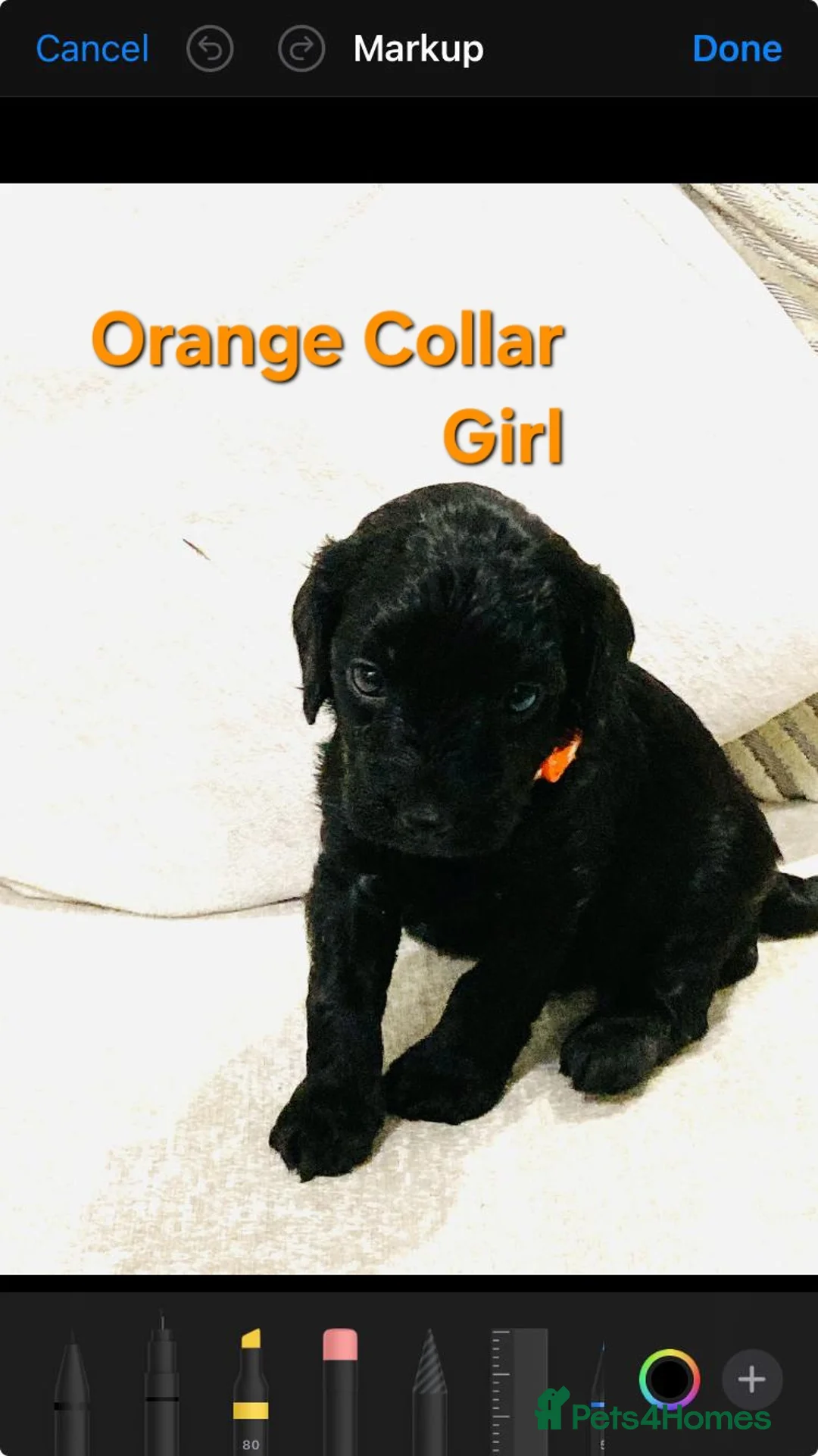 Cockapoo dogs for sale: 2 Beautiful female cockapoo left - Advert 17