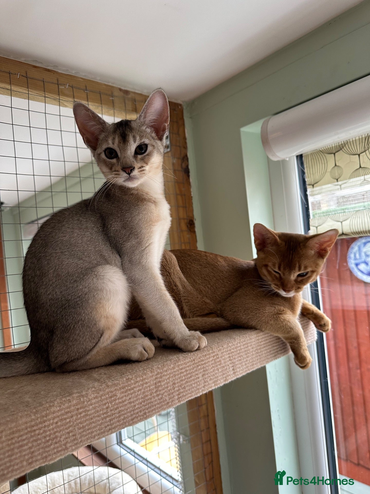 Abyssinian cats Silver Abyssinian kittens  - Advert 14